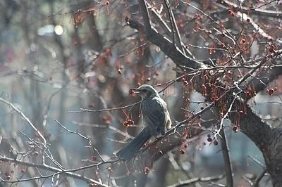 Днес разкъсана облачност с максимални температури между 12° и 17°