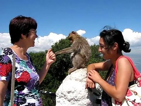 Все по-вече българи ухапани от маймуни 