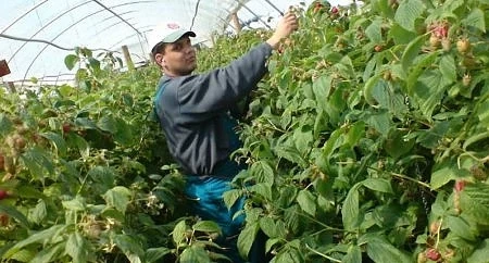 Берачи на малини мизерстват в Португалия