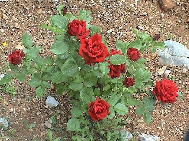 Пет хиляди рози ще бъдат засадени в Пловдив
