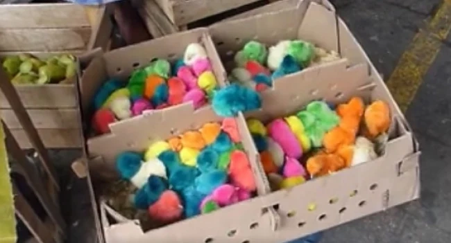 Скандално: Боядисват малки пиленца. Продават ги за жива играчка 