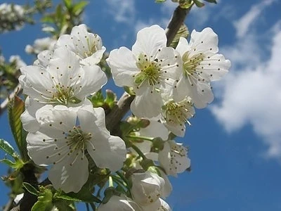 Слънце и до 19 градуса днес