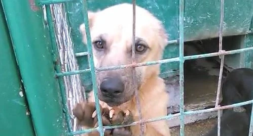 Активисти искат затварянето на кучешките приюти