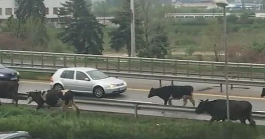 Крави блокираха пътя за летището в София (СНИМКИ)