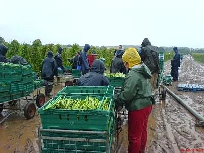 Искат улесняване на процедурата при сезонна заетост