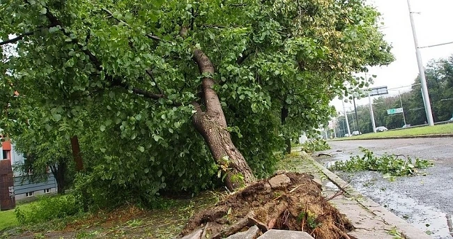 Силният вятър събори 30-метрово дърво в Кърджали