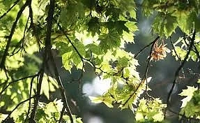 Днес слънчево с максимални температури между 22° и 27°