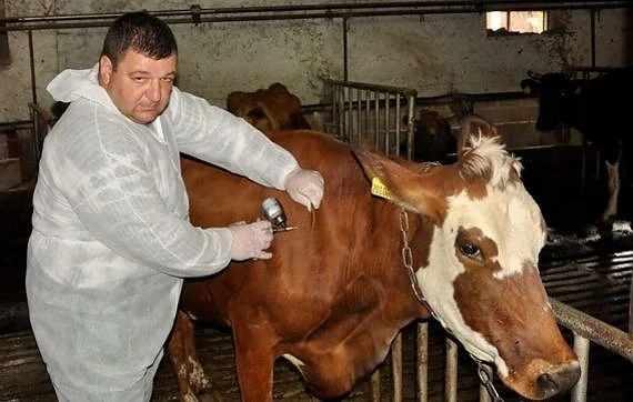 Започна ваксинирането на говеда срещу заразния дерматит 