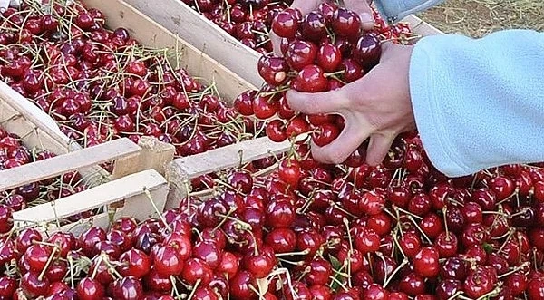 Жандармерия ще охранява черешите