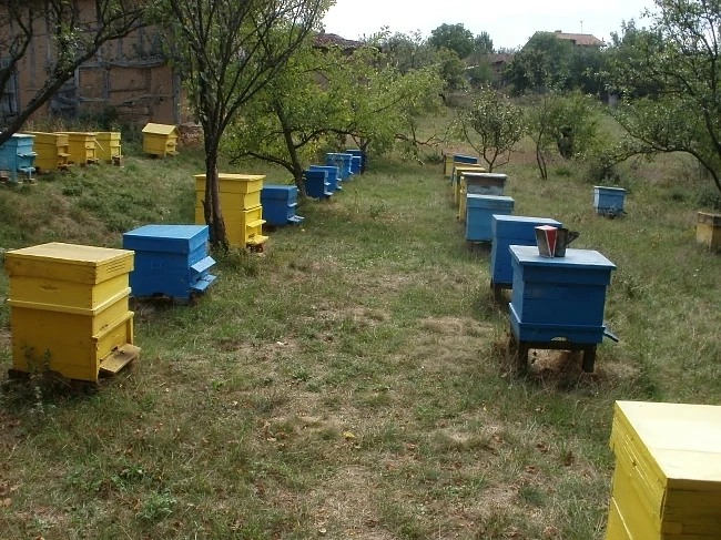 Дъждовете нанесоха сериозни загуби на пчеларите