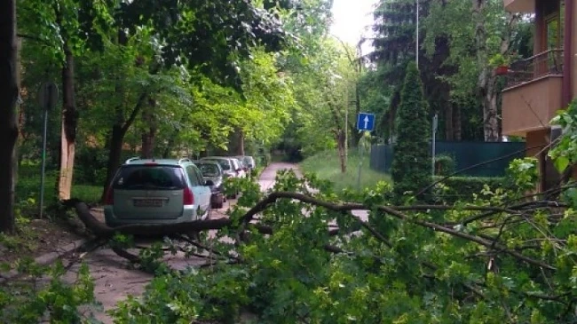 Силен вятър събори дървета в София (СНИМКИ)