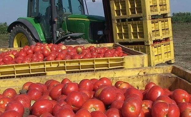 Реколтата от ранни плодове и зеленчуци е съсипана