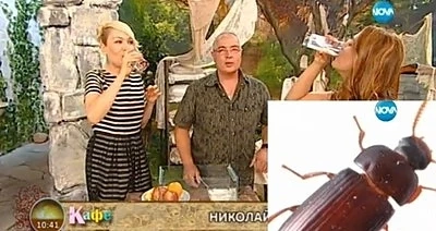 Гала отново яде бръмбари в ефир!