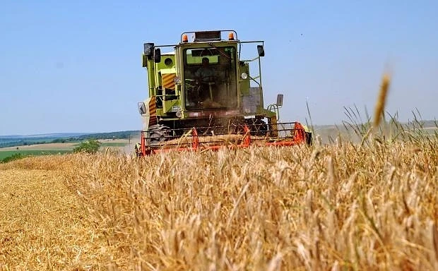 Много жито с рекордно ниски изкупни цени