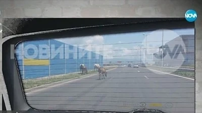 Коне се разхождат на магистрала \