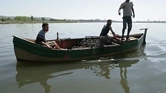 Катери на Гранична полиция проверяват рибарски лодки заради мъртвите делфини 