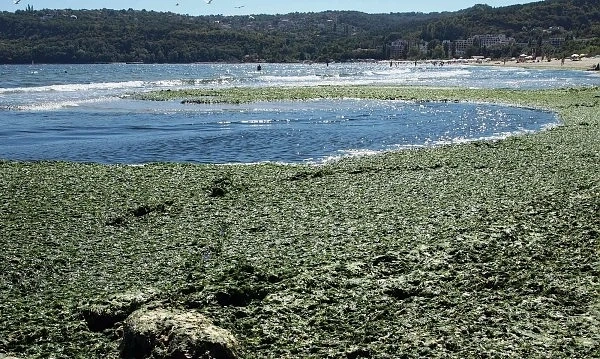 Гъста мрежа от водорасли в Бургас