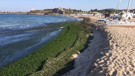 Килим от водорасли покри плажовете от Синеморец до Обзор