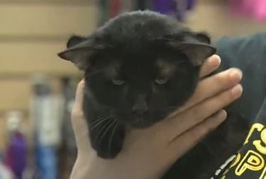 Котe с четири уши (СНИМКА)