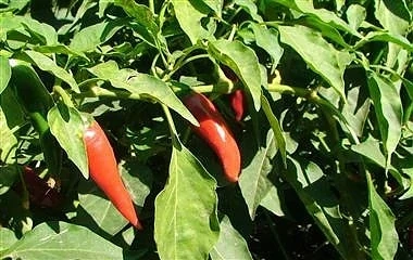 Ниската изкупна цена на чушките тревожи производителите 