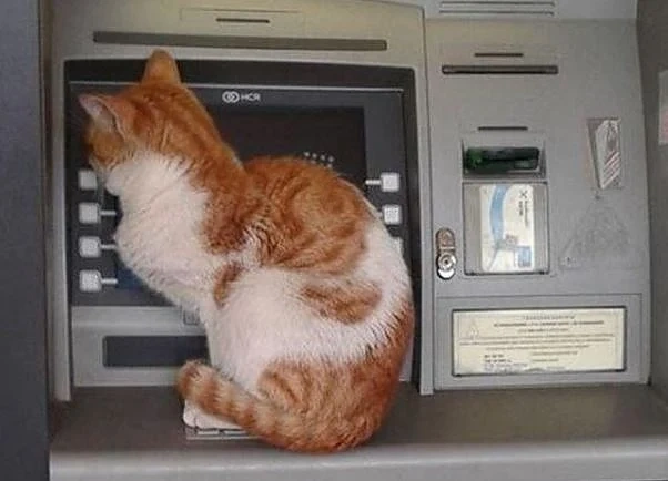 Котка на банкомат