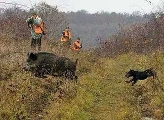 От днес се стреля по дребен дивеч и дива свиня
