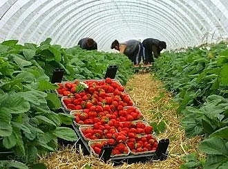 Знаят ли берачите на ягоди от България как да ползват мобилен телефон?