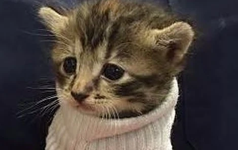 Коте, оцеляло при урагана Матю, разтопи сърцата на хиляди (СНИМКА) 