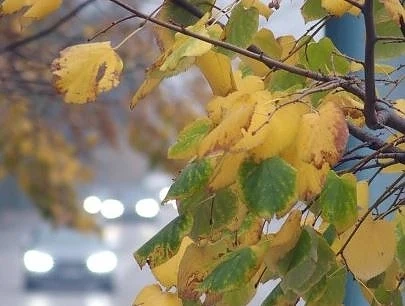 Днес слънчево с максимални температури между 11° и 16°