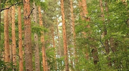 Две офшорки, свързани с Тома Белев, се разпореждат с горите в България