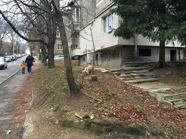 Бездомно прасенце в София стана хит в социалната мрежа