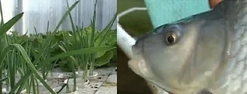Мъж от Видин отглежда шарани и зеленчуци заедно