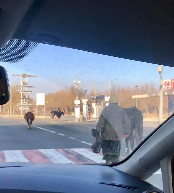 Крави се разхождат по пустите улици на Слънчев бряг
