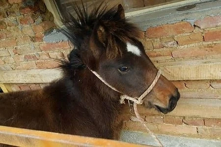 Как чиновническото бездушие уби четири кончета 