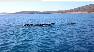 Стадо от диви прасета плува във водите на Черно море (ВИДЕО)