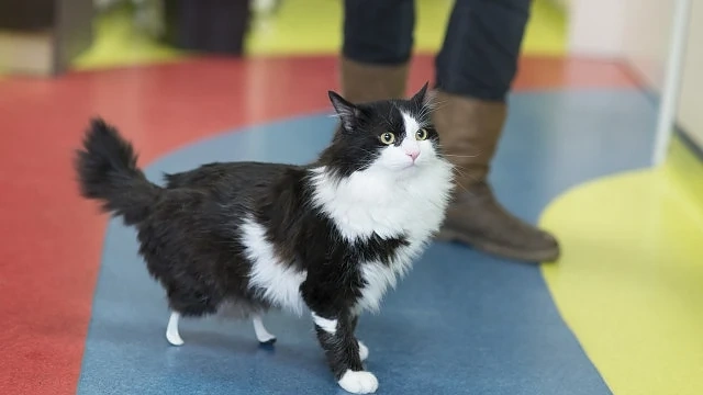За първи път в България: Котка получи изкуствени лапи 