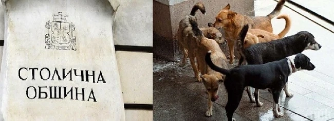Лъснаха кучешките л...на из цяла София