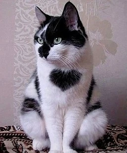 Улична котка с голямо сърце намери дом за Свети Валентин