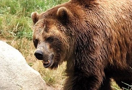 Мечка слезе от резерват и се разхожда из Радомир