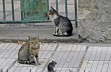 Котка и мишка на раздумка на хасковски тротоар