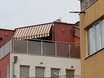 Чайки долетяха в Пловдив