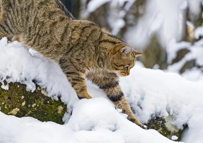 Котка избяга от дома си, откриха я на 4 800 км.