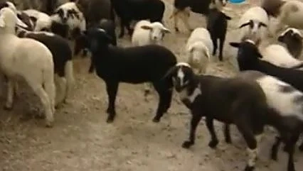Зачестяват кражбите на агнета преди Великден