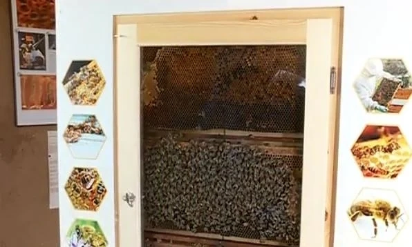 Откриват музей на пчелата в София
