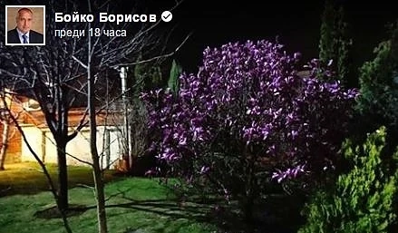 Борисов отново се похвали с магнолиите си във Facebook 
