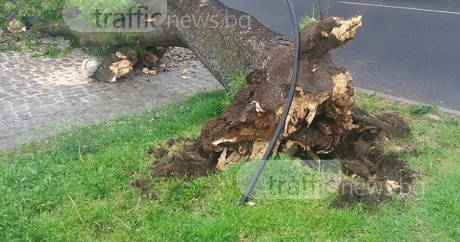 Дърво премаза няколко коли в Пловдив 