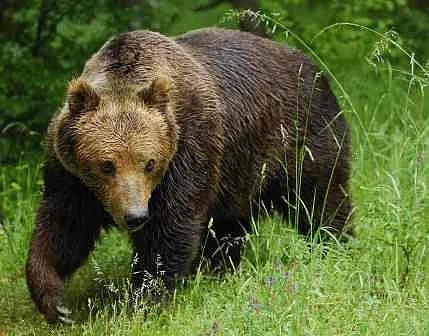 Мечки са появиха в Северозападния Балкан