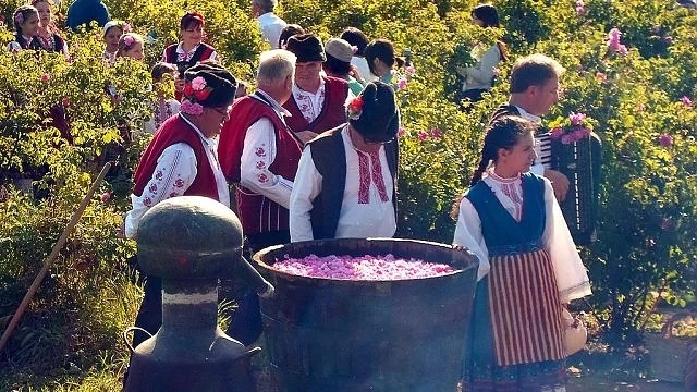 Лидери сме в производството на розово масло 