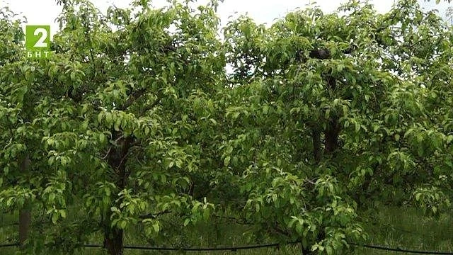 Жандармерия ще пази насажденията в Кюстендилско   
