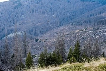 Короядът на зелените унищожава иглолистната гора  